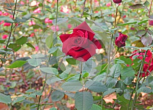 Red roses flower blooming in spring flower garden on blurred roses flower background