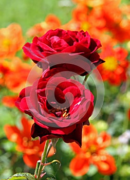 Red roses in the flower garden of the Villa fiorita photo