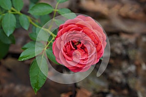 red roses flower on green rose tree, blur nature background, nature, fashion, gift, decor, copy space