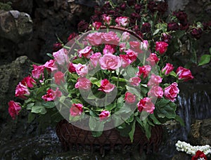 Red roses flower in rattan basket