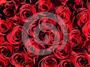 Red roses flowers background Abstract floral  background concept Mother`s Day, Valentine`s Day, Birthday, spring colors template
