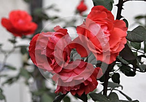 Red roses flowers on bloom in rose garden on Valentine`s week day. special gift for couples.