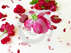 Red roses flowers petal and green leaf  ,blossom levitation on white   background  floral template copy space