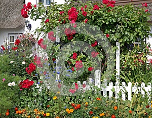 Red roses and flowers in the summer garden