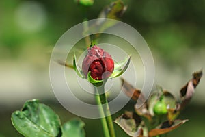 Red roses, flowers for Valentine's Day, a gift, a bouquet of red roses on March 8, beautiful flowers in the summer field