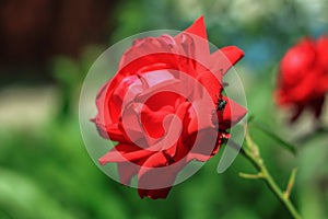 Red roses, flowers for Valentine's Day, a gift, a bouquet of red roses on March 8, beautiful flowers in the summer field