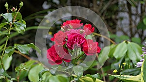 Red Roses and flowers in walled Garden in Ireland