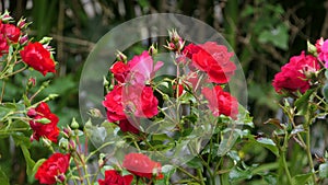 Red Roses and flowers in walled Garden in Ireland