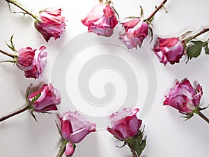 The Red roses form a circle with a copy space for writing on a white background
