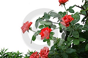 Red roses. photo