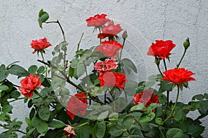 Red roses. photo