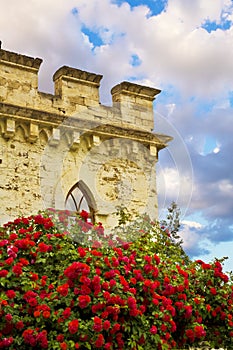 Red roses in front of castle