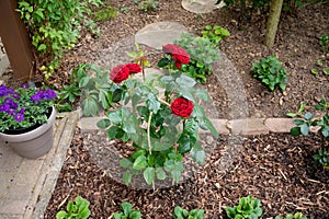 Red roses in a front garden with rankhilfe