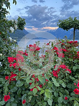 Red roses in front of Switzerland\'s Brunnen