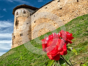 Červené ruže pred zámkom Zborov, Slovensko