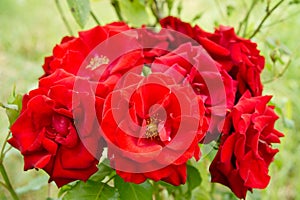 Red roses on the garden bush.