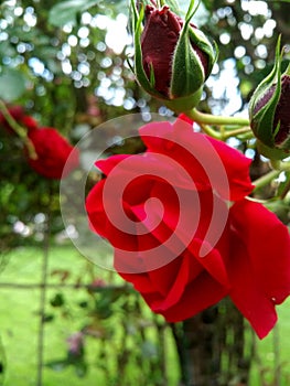Red roses garden flowering with burgundy coloured rose buds closeup