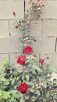 Red roses in the garden photo