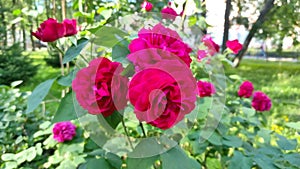 red roses in the garden stagger in the wind