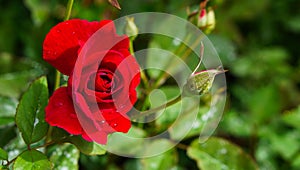 Red roses in the garden with sunlight.