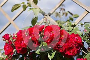 Red roses in garden on sunny sky background
