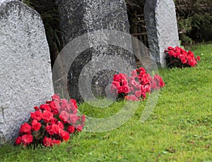 Red roses on graveyard photo