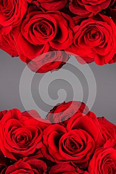 Red roses on gray background