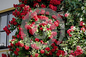 red roses in a great lushness on a house wall