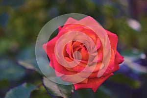 Red roses on a green Bush with bokeh