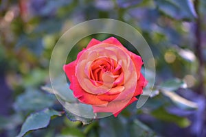 Red roses on a green Bush with bokeh