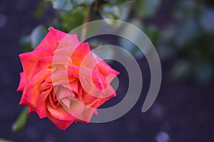 Red roses on a green Bush with bokeh