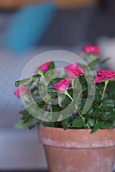 Red roses with green leaves