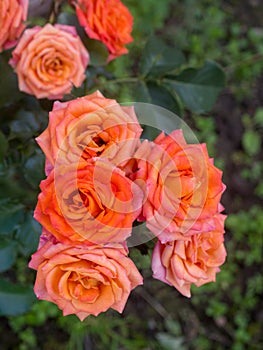 Red roses and green leaves