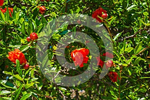 Red roses in green leaves Blooming roses in garden