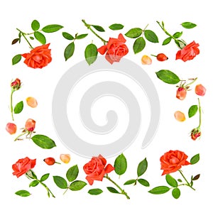 Red roses and green leaves isolated on a white background