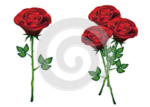 Red roses with green leaves on white background.