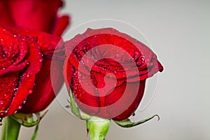 Red roses on grey background copyspace. Valentines, eigths march woman`s day, holiday