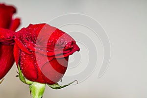 Red roses on grey background copyspace. Valentines, eigths march woman`s day, holiday