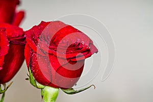 Red roses on grey background copyspace. Valentines, eigths march woman`s day, holiday