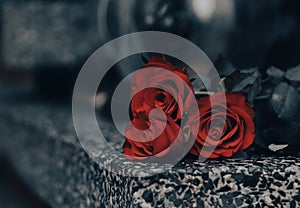 Red roses on grey granite tombstone outdoors, closeup. Space for text