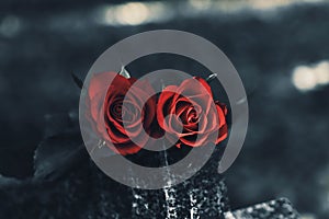 Red roses on grey granite tombstone outdoors, closeup