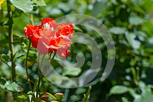 Red roses growing in the garden