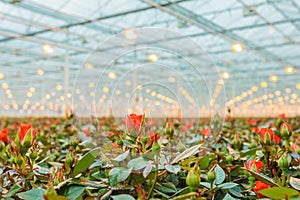 Red roses growing inside a greenhouse