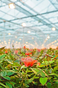 Red roses growing inside a greenhouse