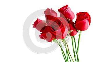 Red roses isolated