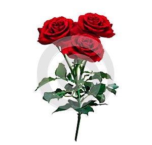 Red roses isolated on white background with clipping path, for love wedding and valentines day