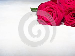Red roses isolated on white retro background