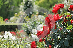 red roses in Japan