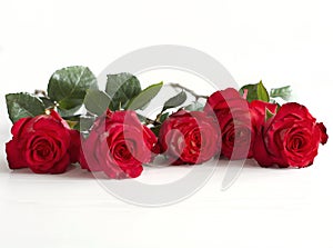 Red roses lie in the middle on a white background, there is copy space.