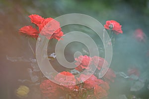 Red roses in nature blackground photo